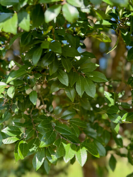 Everclear Lacebark Elm Foliage