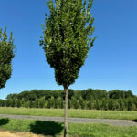 Prairie Sentinel® Hackberry