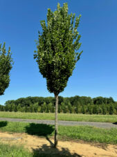 Prairie Sentinel® Hackberry