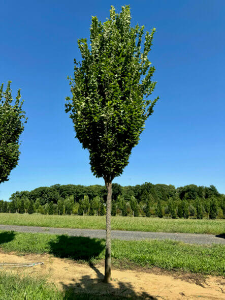 Prairie Sentinel® Hackberry