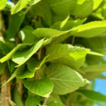 Prairie Sentinel® Hackberry Foliage