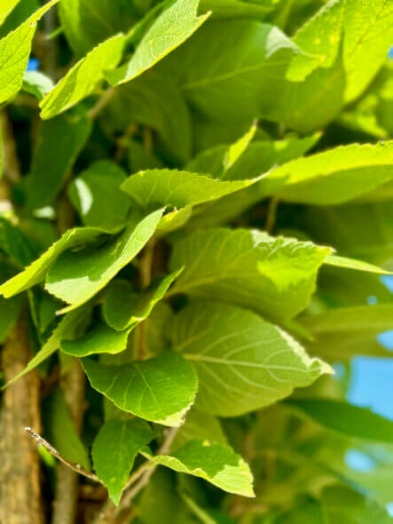 Prairie Sentinel® Hackberry Foliage