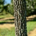 Prairie Sentinel® Hackberry Bark