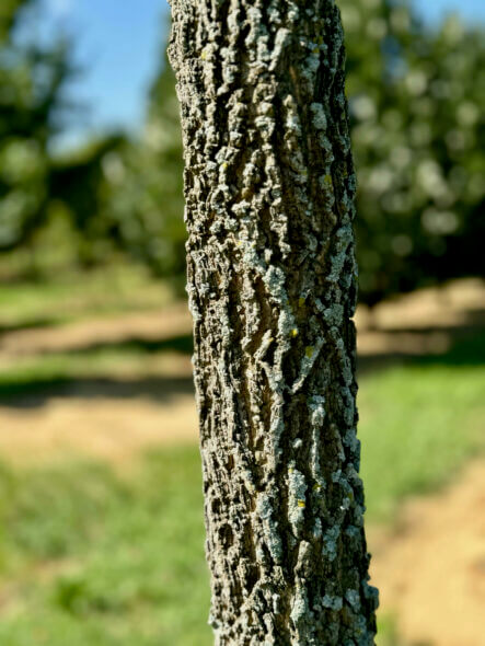 Prairie Sentinel® Hackberry Bark