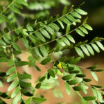 Shademaster Honeylocust Foliage