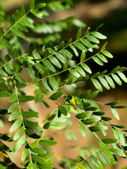 Shademaster Honeylocust Foliage