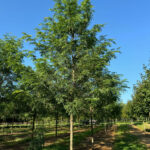 Shademaster Honeylocust